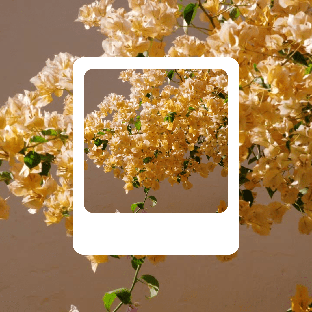 Fleurs jaunes de printemps en tons dorés sur fond neutre avec des feuilles vertes